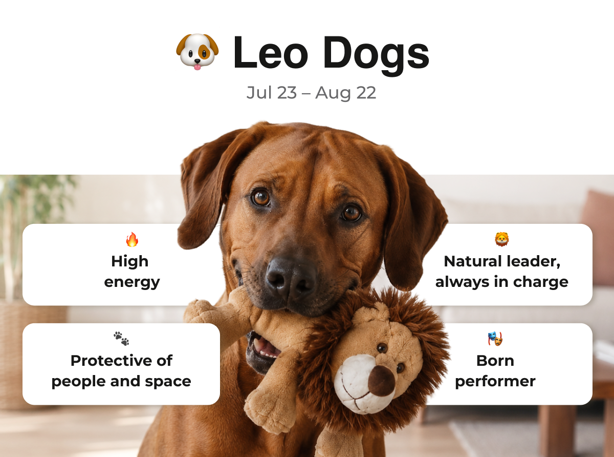 Leo Dogs Traits
