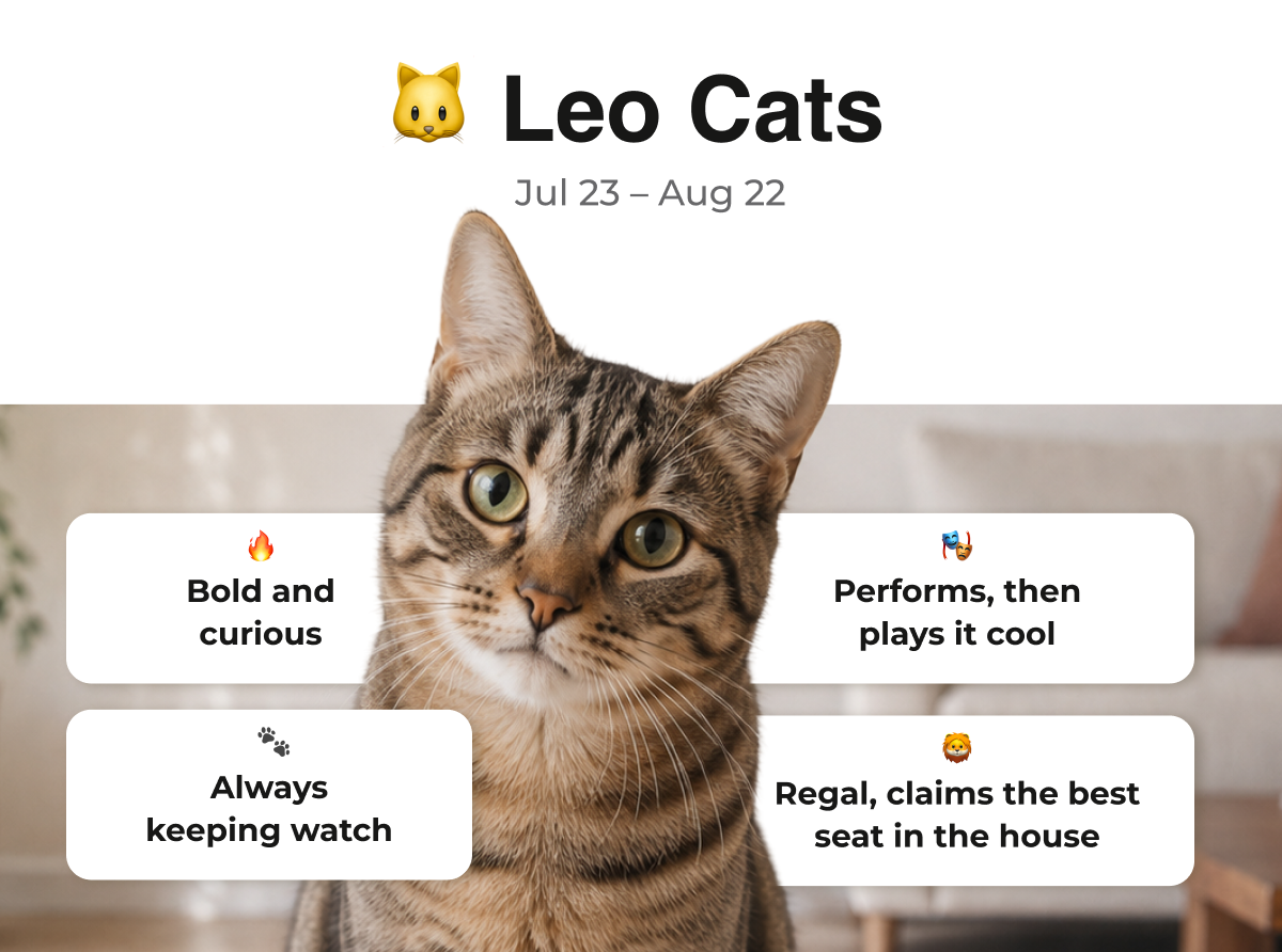 Leo Cats Traits