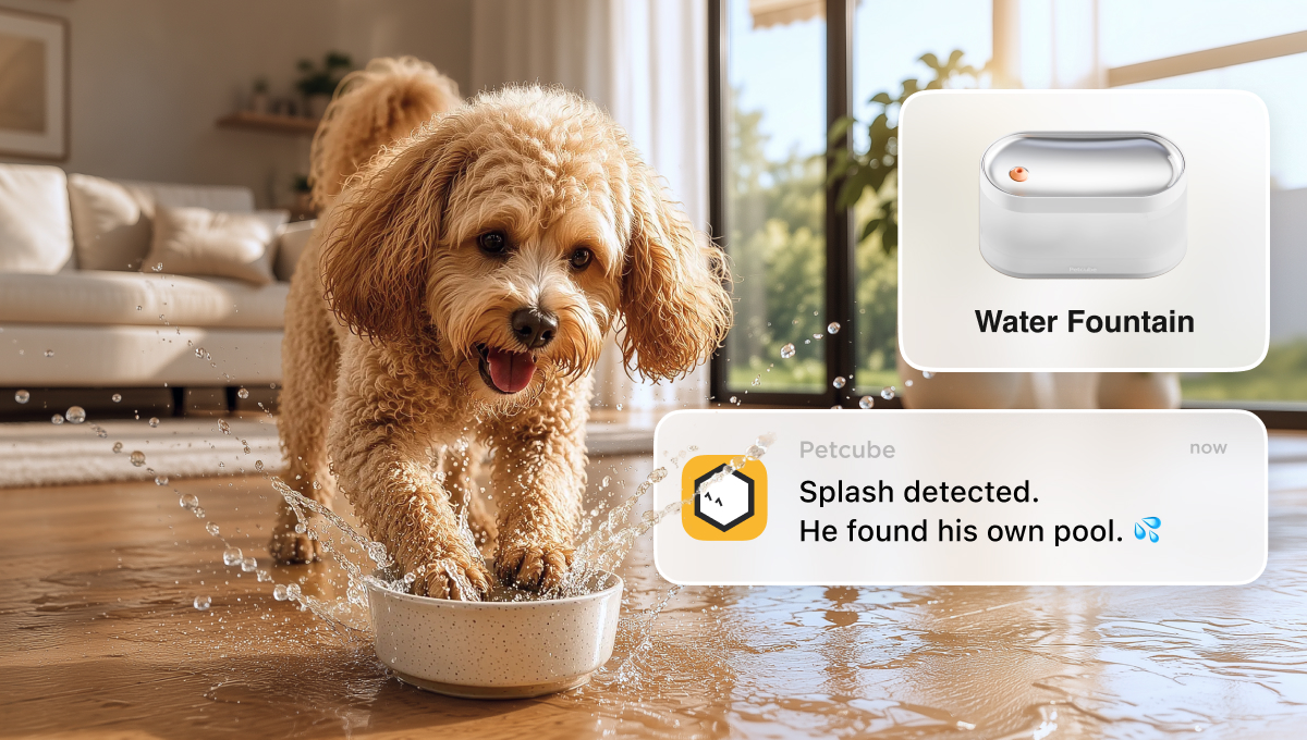 Petcube Fountain
